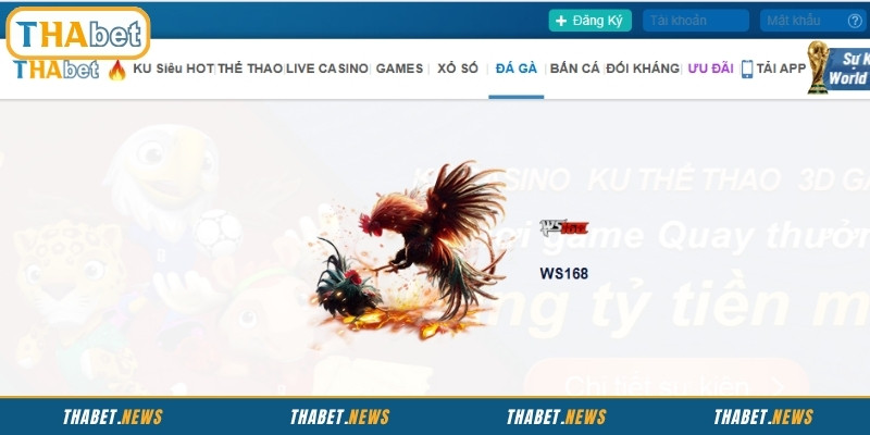 Đá gà – Trực tiếp các trận chiến gay cấn từ trường gà Thomo